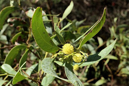 Acacia confluens: Acacia confluens in the Australian National Botanic Gardens