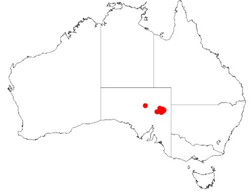 Acacia confluens: Acacia confluens Occurrence data from Australasia Virtual Herbarium downloaded from https://doi.org/10.26197/5c0b1388984eb on 8 December 2018