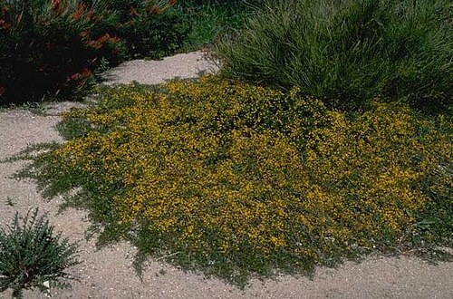 Acacia congesta: Acacia congesta in the Wagati nursery in Shepparton, Victoria