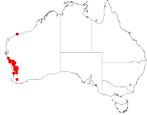 Acacia congesta: Acacia congesta Occurrence data from Australasia Virtual Herbarium downloaded from https://doi.org/10.26197/5c0b1388984eb on 8 December 2018