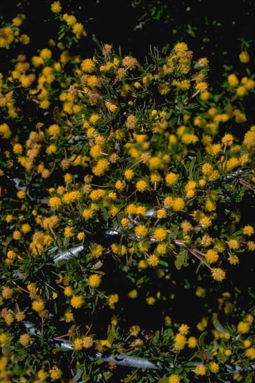 Acacia congesta: Acacia congesta in the Wagati nursery, Shepparton, Victoria