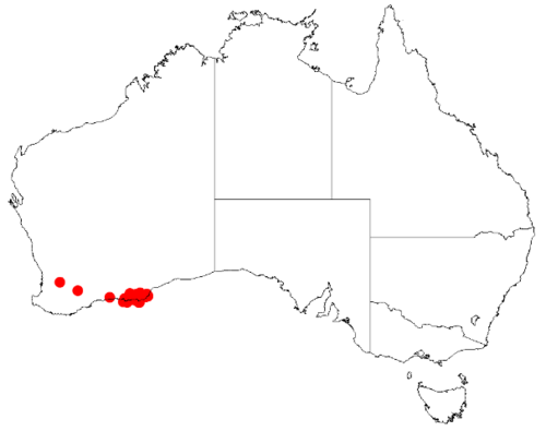 Acacia conniana: Acacia conniana Occurrence data from Australasia Virtual Herbarium downloaded from https://doi.org/10.26197/5c0b1388984eb on 8 December 2018