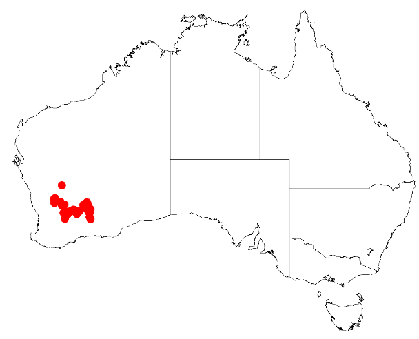 Acacia consanguinea: Acacia consanguinea Occurrence data from Australasia Virtual Herbarium downloaded from https://doi.org/10.26197/5c0b1388984eb on 8 December 2018