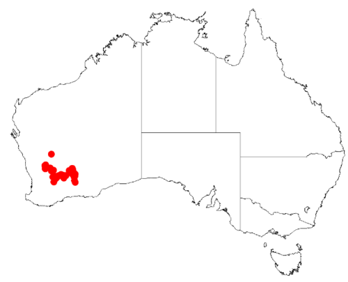 Acacia consanguinea: Acacia consanguinea Occurrence data from Australasia Virtual Herbarium downloaded from https://doi.org/10.26197/5c0b1388984eb on 8 December 2018