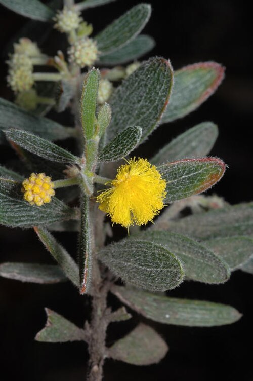 Acacia consobrina: Acacia consobrina in the Australian National Botanic Gardens