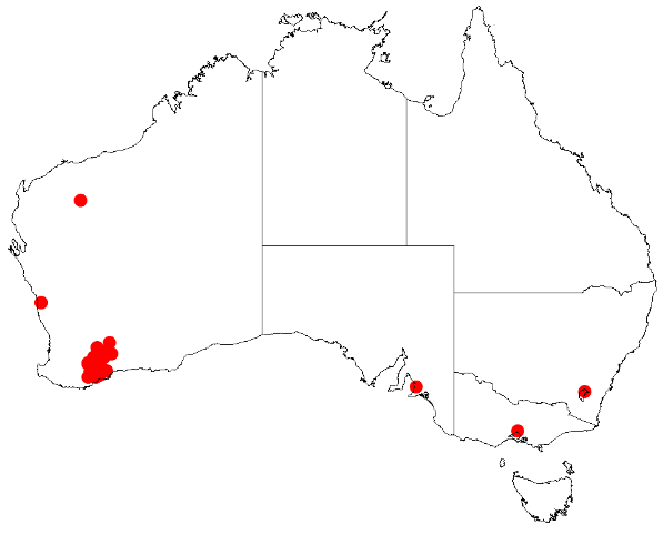 Acacia consobrina: Acacia consobrina Occurrence data from Australasia Virtual Herbarium downloaded from https://doi.org/10.26197/5c0b1388984eb on 8 December 2018
