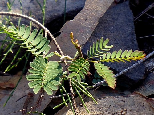 Acacia constablei (Acacia constablei)
