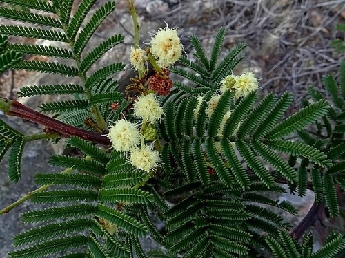 Acacia constablei (Acacia constablei)