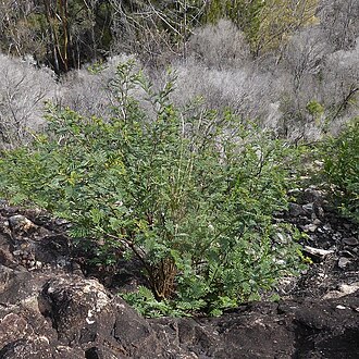 Acacia constablei: Acacia constablei near Narrabarba