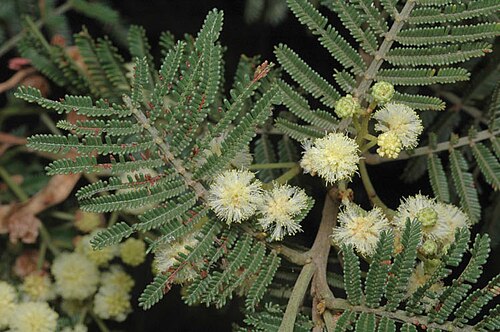 Acacia constablei: Acacia constablei in the Australian National Botanic Gardens