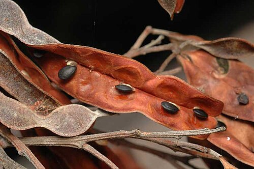 Acacia constablei: Pods of Acacia constablei in the Australian National Botanic Gardens
