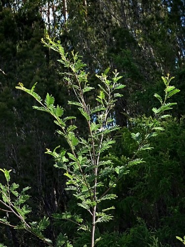 Acacia constablei (Acacia constablei)