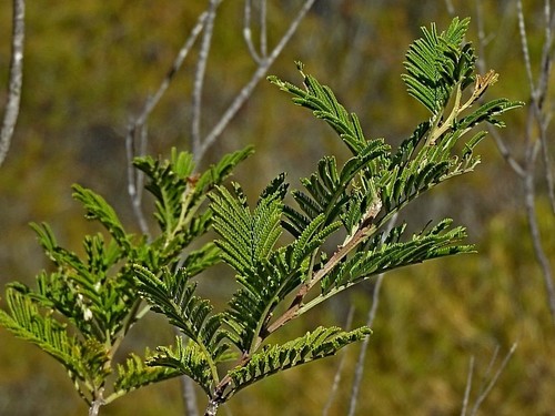 Acacia constablei (Acacia constablei)