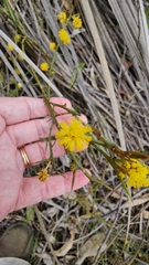 Thorn wattle (Acacia continua)