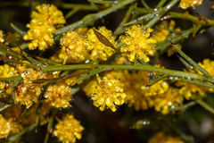 Thorn wattle (Acacia continua)