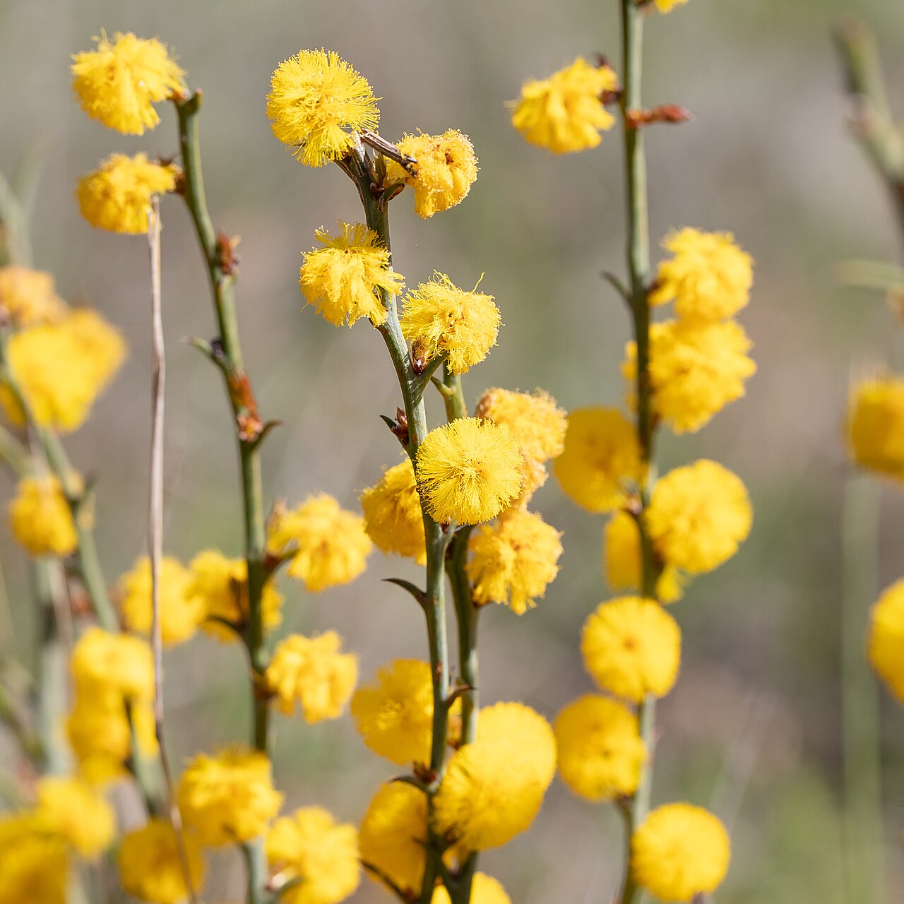 Thorn wattle: Thorn Wattle