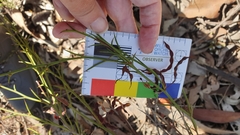 Thorn wattle (Acacia continua)