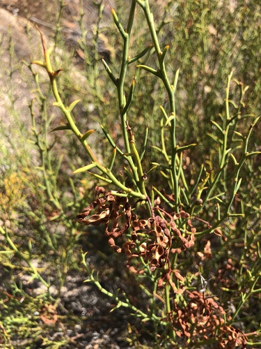 Thorn wattle (Acacia continua)
