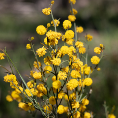 Thorn wattle (Acacia continua)