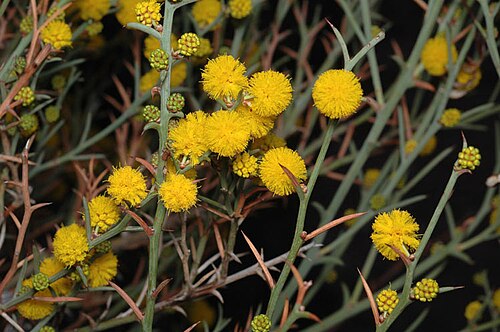 Thorn wattle: Acacia continua Mutawintji National Park, Homestead Creek, along walk No. 2 from Homestead Creek Day Use Area, New South Wales