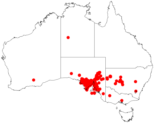 Thorn wattle: Acacia continua occurrence data from Australasian Virtual Herbarium downloaded from https://doi.org/10.26197/5c06138894b on December 8 2018