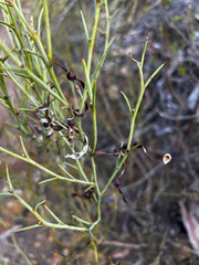 Thorn wattle (Acacia continua)
