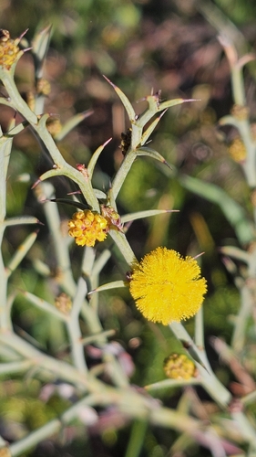 Thorn wattle (Acacia continua)