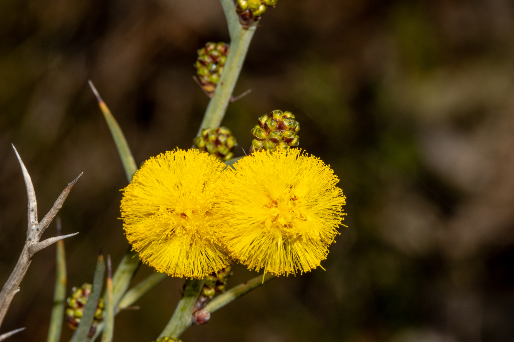 Thorn wattle (Acacia continua)