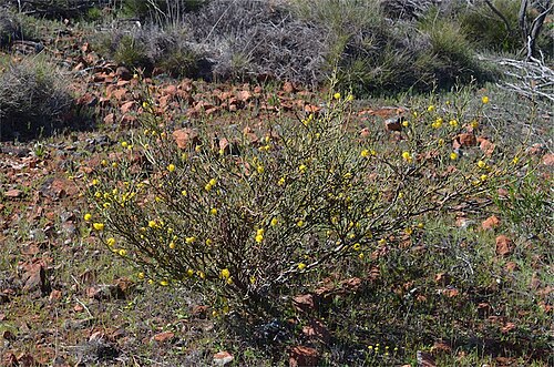 Thorn wattle: Acacia continua in the Gawler Ranges National Park, east of Yardea - Minnipa Road, about 2 km S of northern park boundary, South Australia