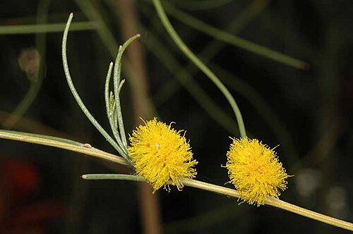 Acacia coolgardiensis: Acacia coolgardiensis in the Australian National Botanic Gardens