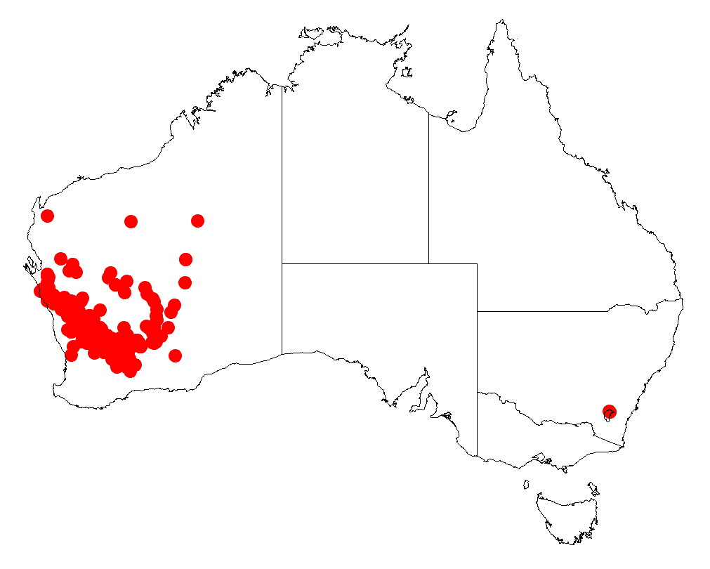 Acacia coolgardiensis: Acacia coolgardiensis Occurrence data from Australasia Virtual Herbarium downloaded from https://doi.org/10.26197/5c0b1388984eb on 8 December 2018