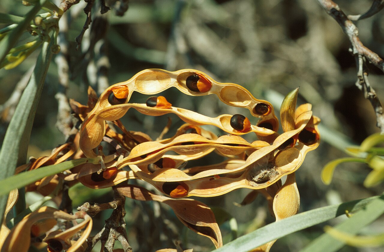 Acacia coriacea: Acacia coriacea seed pods. Photo credit: Maurice MacDonald