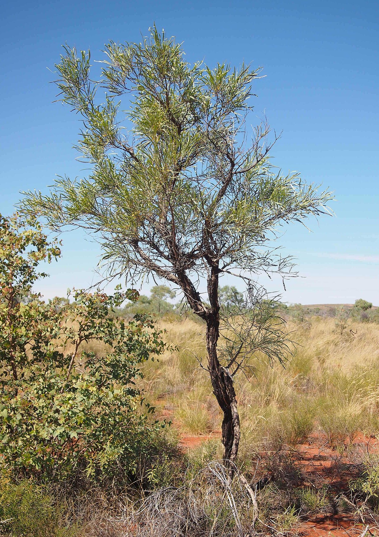 Acacia coriacea: Acacia coriacea plant