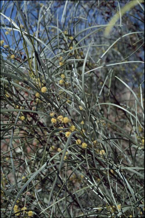 Acacia coriacea: Acacia coriacea in the Olive Pink Botanic Gardens, Northern Territory