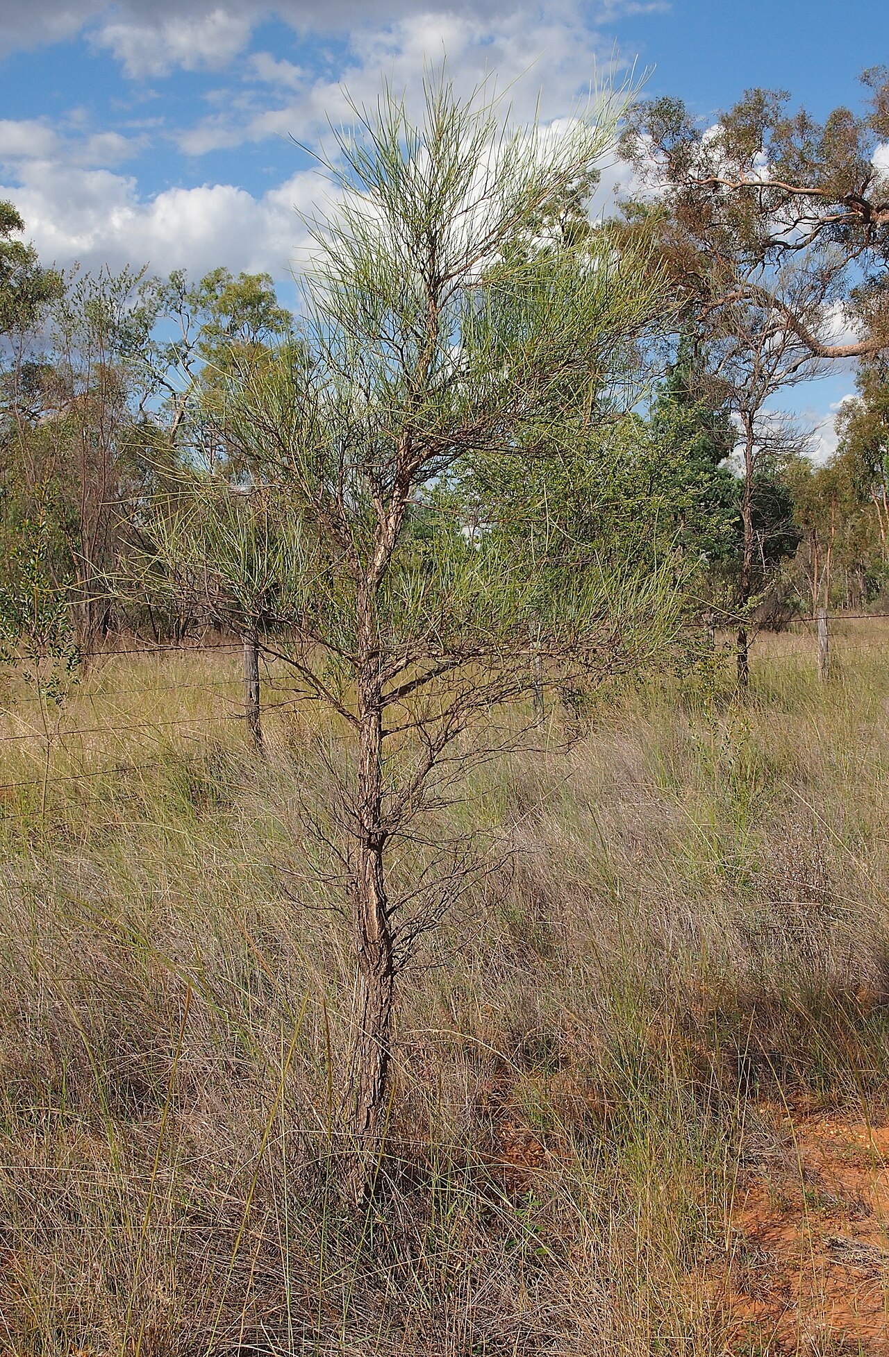 Acacia coriacea: Acacia coriaceae habit