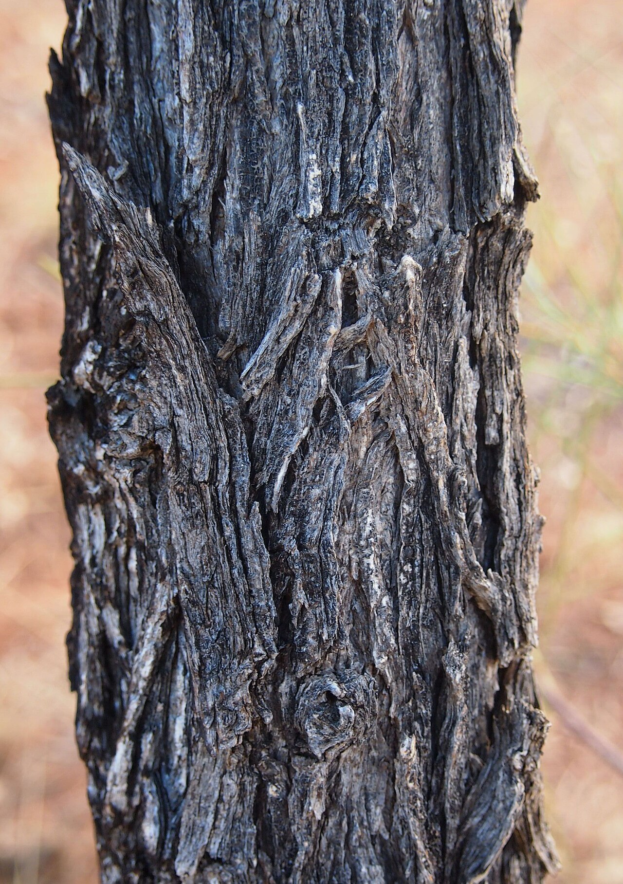 Acacia coriacea: Acacia coriacea bark