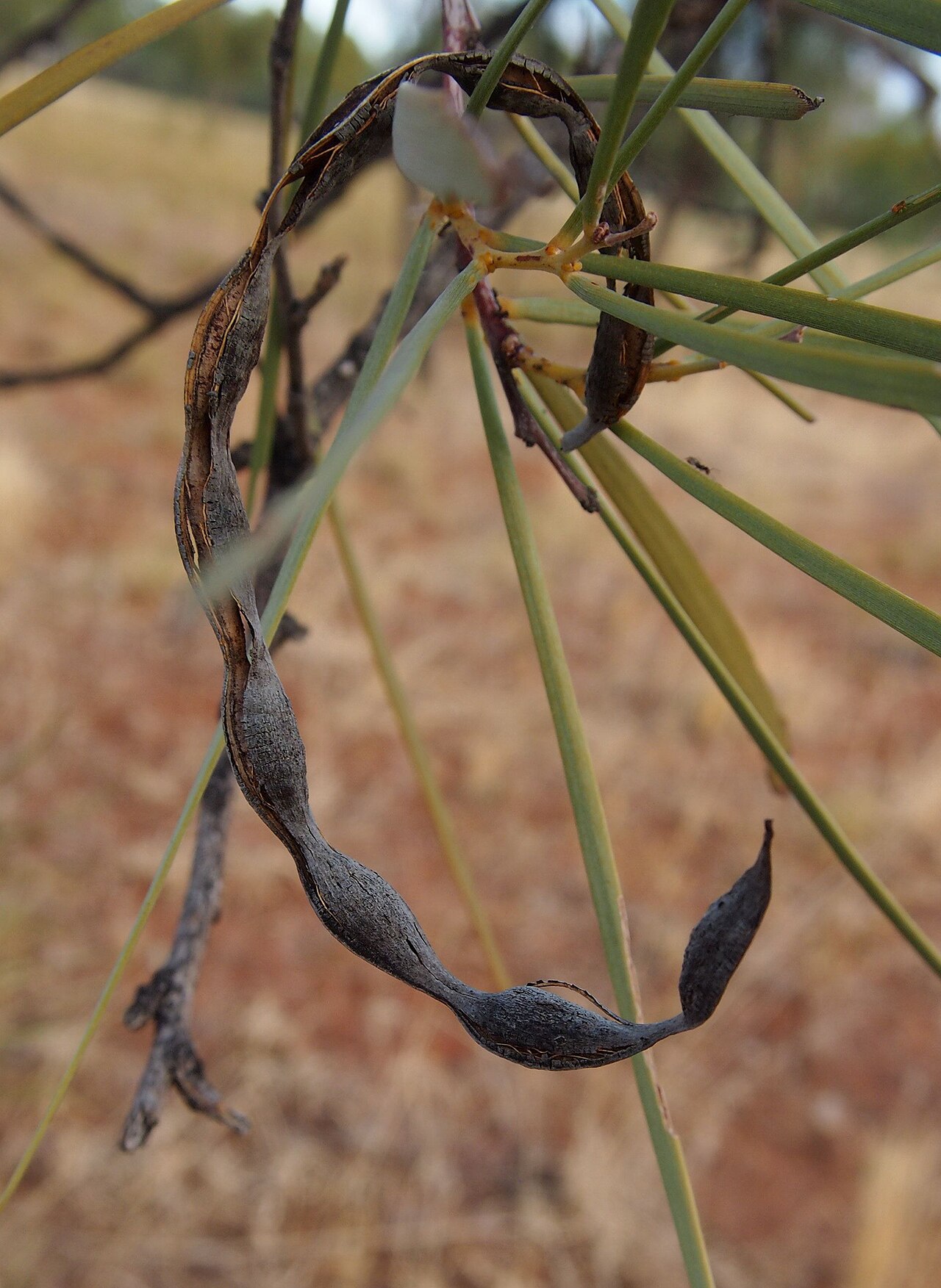 Acacia coriacea: Acacia coriacea legume