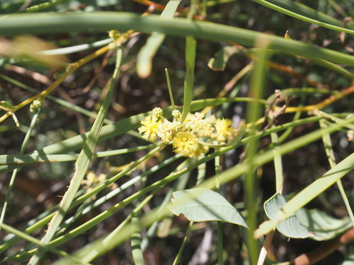Acacia coriacea (Acacia coriacea)