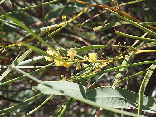 Acacia coriacea: Acacia coriacea