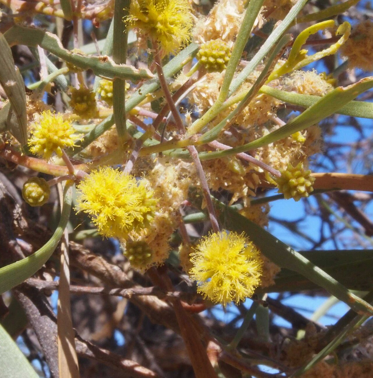 Acacia coriacea: Acacia coriacea flowers