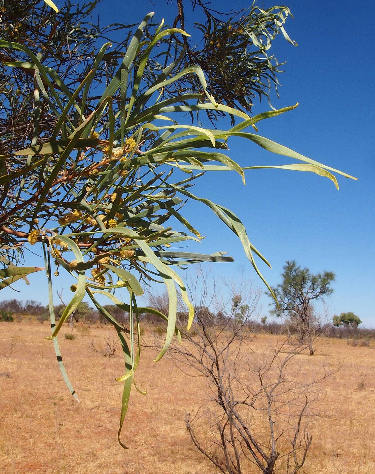 Acacia coriacea: Acacia coriacea foliage and flowers