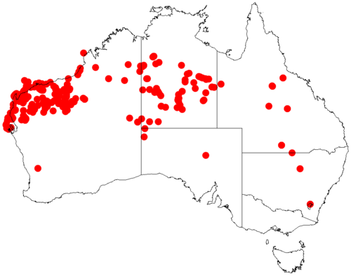 Acacia coriacea: Acacia coriacea occurrence data from Australasian Virtual Herbarium downloaded from https://doi.org/10.26197/5c0b1388984eb on 8 December 2018