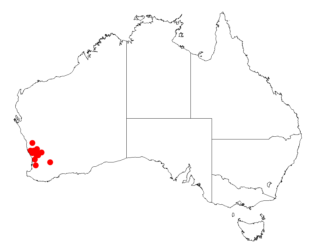 Acacia costata: Acacia costata occurrence data from Australasian Virtual Herbarium downloaded from https://doi.org/10.26197/5c06138894b on December 8 2018