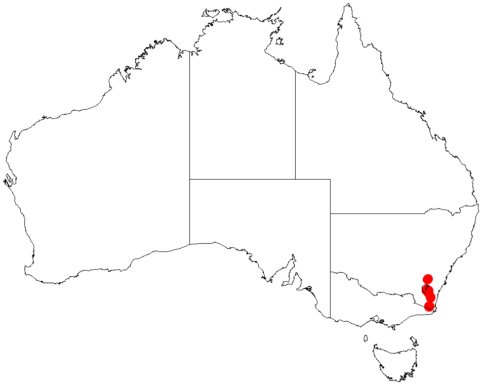 Acacia costiniana: Acacia costiniana occurrence data from Australasian Virtual Herbarium downloaded from https://doi.org/10.26197/5c06138894b on December 8 2018
