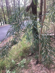 Acacia courtii (Acacia courtii)
