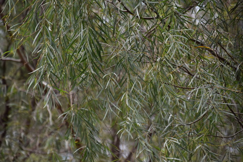 Acacia courtii (Acacia courtii)