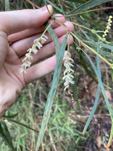 Acacia courtii (Acacia courtii)