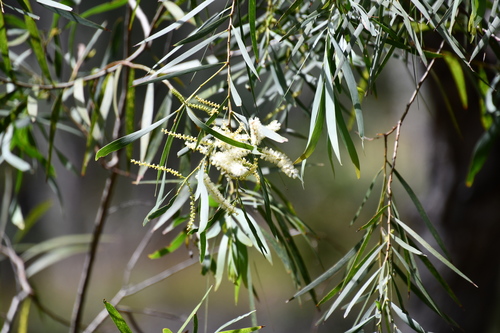 Acacia courtii (Acacia courtii)