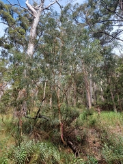 Acacia courtii (Acacia courtii)