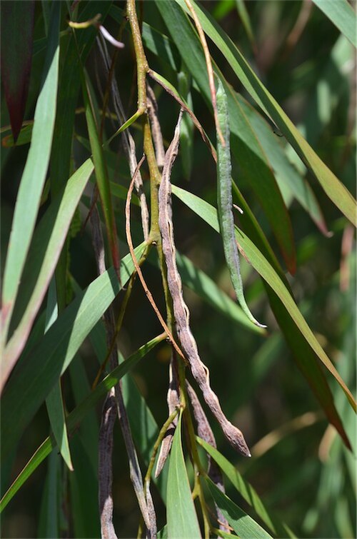 Acacia courtii: Pods of Acacia courtii in the Mount Annan Botanic Gardens